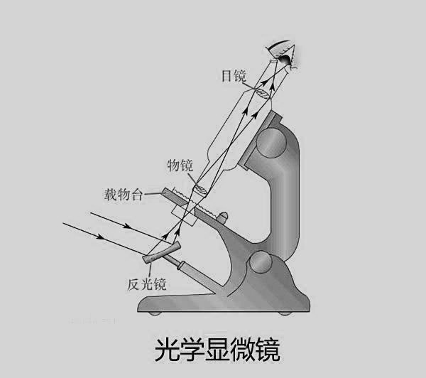 光学显微镜理论上的极限放大倍数是多少？